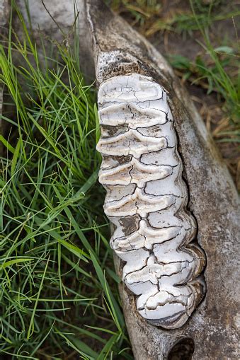 Elephant Molars In The Remains Of A Skull Stock Photo - Download Image ...