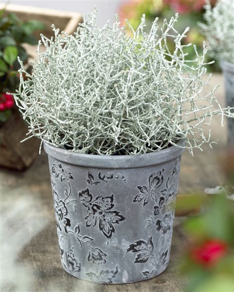 Silver Foliage Plants / .plant, silvery gray plants can oftentimes also ...