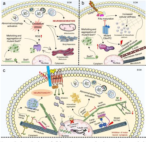 Figure 5 from Biochemical Pathways of Cellular Mechanosensing ...