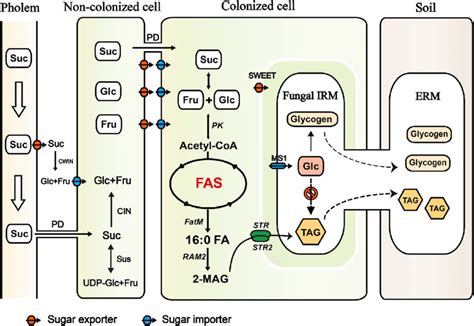 Sucrose Unloading, Metabolism, and Transport to AM Fungi. | Download ...