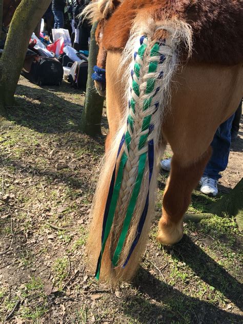 Braids horse, poney, ribbon, cute | Horse braiding, Horse grooming ...