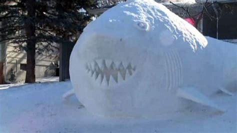 Snow shark sculpture - CBC Player