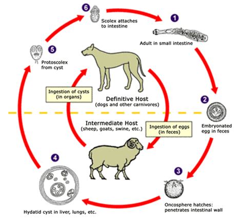 Echinococcus Life Cycle