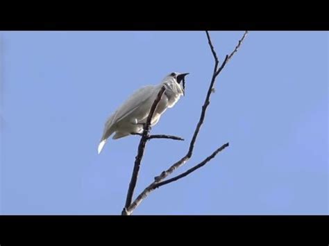 The male white bellbird screams the loudest in the Amazon...maybe on Earth. | DC101 | Elliot In ...