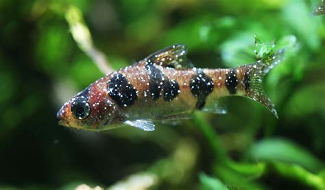 Treat Ick Fish Disease For Various Ornamental Fish - hygger