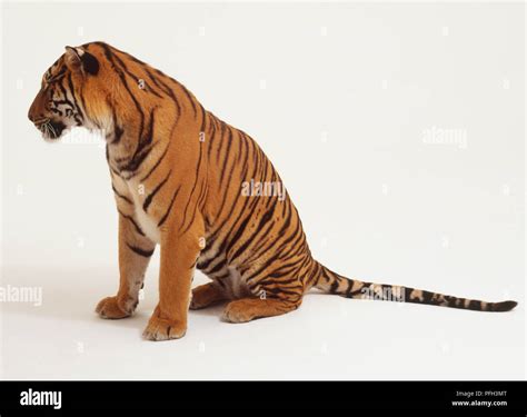 Sitting Tiger (Panthera Tigris), side view Stock Photo - Alamy