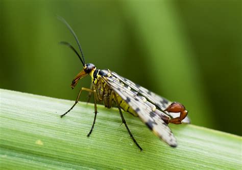 File:Scorpion fly.jpg - Wikimedia Commons