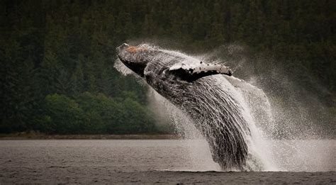 WHALE WATCH ALASKA - Updated September 2024 - 12 Photos - 3701 Amalga ...