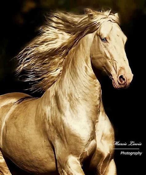 Akhal-Teke The Ninth Wonder of The World - RUNWAY MAGAZINE ® Official