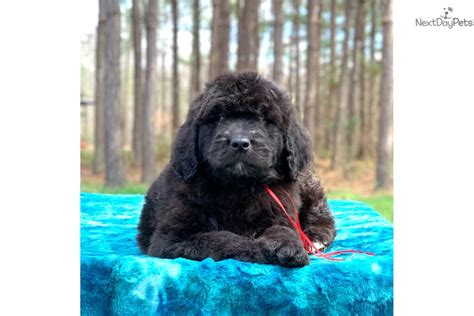 Red: Newfoundland puppy for sale near Charlotte, North Carolina. | 12ff53b6-b331