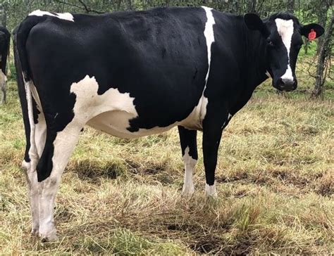 Las mejores fotografías e imágenes de vacas tipo leche - Todo Sobre Ganado