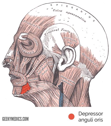 Muscles of Facial Expression | Anatomy | Geeky Medics