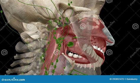 The Tonsils are Lymph Nodes in the Back of the Mouth and Top of the ...