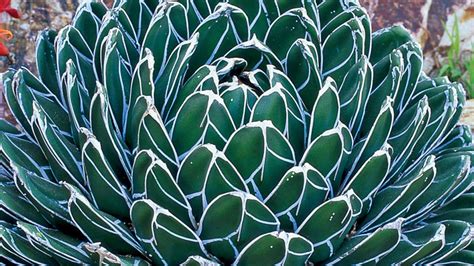 Blue Agave Plant Flower