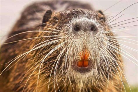 Beaver Teeth: What Do They Look Like & Why Are They Orange?