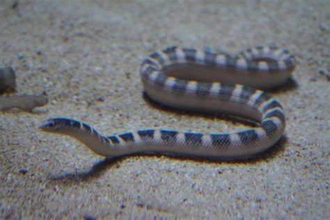 Ornate reef sea snake (Hydrophis ornatus)