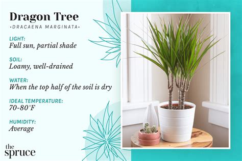 Madagascar Dragon Indoor Tree (dracaena Marginata) Clearance Vintage ...