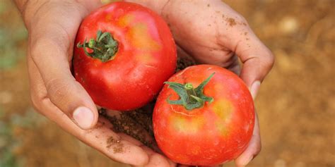 Israeli Agriculture Is Top of the Field | Israel - Between The Lines