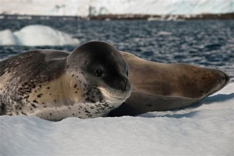 Do Seals Eat Penguins? - Online Field Guide