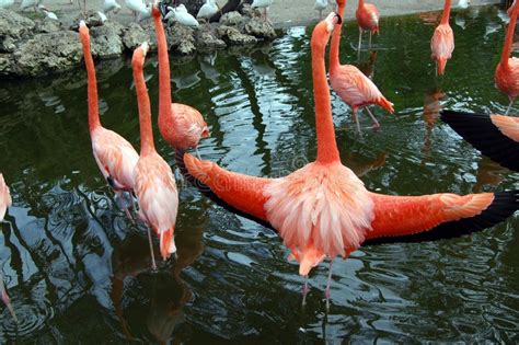 Wingspan of a Flamingo stock photo. Image of everglades - 6979210