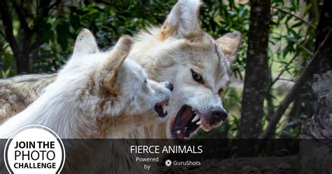 Fierce Animals Photo Challenge