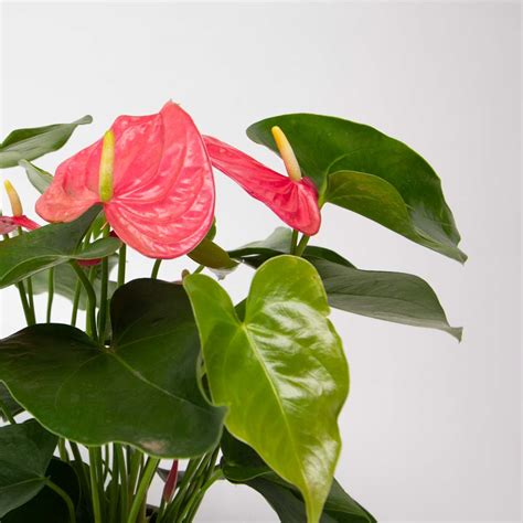 Anthurium Leaves Turning Yellow | Natures Colours