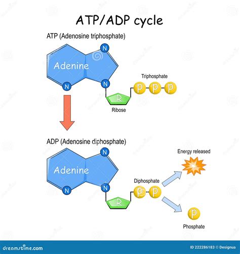 ATP ADP cycle stock vector. Illustration of organic - 222286183