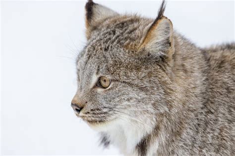 Bobcat in the Snow stock image. Image of creature, ears - 101832347