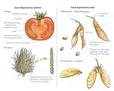 Seed dispersal - Biology Notes for IGCSE 2014