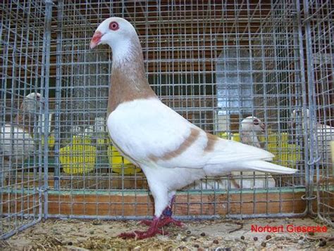 Fancy Pigeon Breeds – The Fundamental Tips | Pigeons Palace