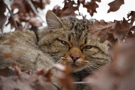 Wildcats threatened by their domestic cousins | Science Codex