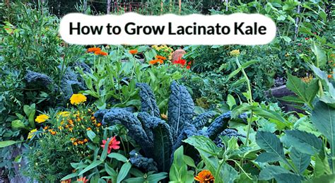 Lacinato Kale: Learn How to Grow This Delicious Heirloom Kale