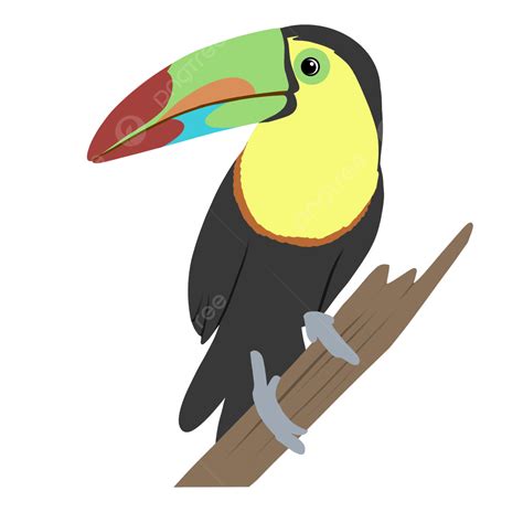 Toucan Clipart Transparent Background, Art Toucan Clipart, Toucan ...