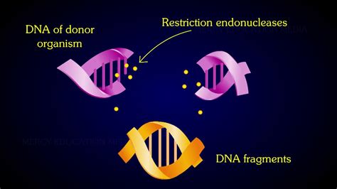 The Events Of Recombinant DNA Technology - YouTube