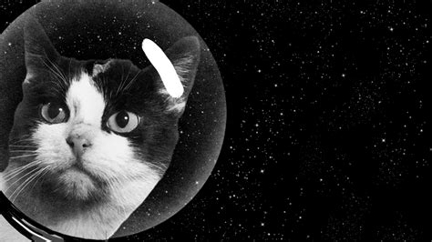 The Secret History of the First Cat in Space