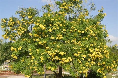 Yellow Elder Tree Seeds | Etsy