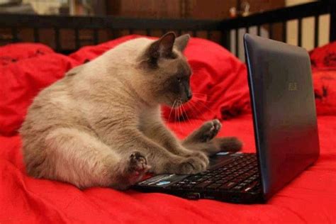 Cat on laptop | Funny cat pictures, Funny animal pictures, Funny cats