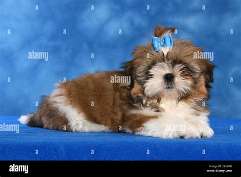 Shih Tzu Puppy lying in studio Stock Photo - Alamy