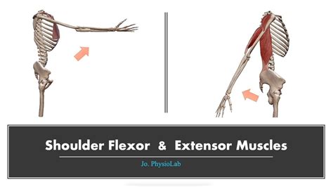 Shoulder flexor & extensor muscles 3D motion (Origin, Insertion) - YouTube