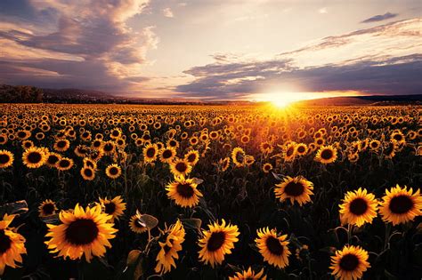 HD wallpaper: Flowers, Sunflower, Field, Nature, Summer, Sunset, Yellow Flower | Wallpaper Flare