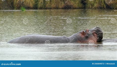 Hippopotamus Swimming in a Water Stock Image - Image of huge, five ...