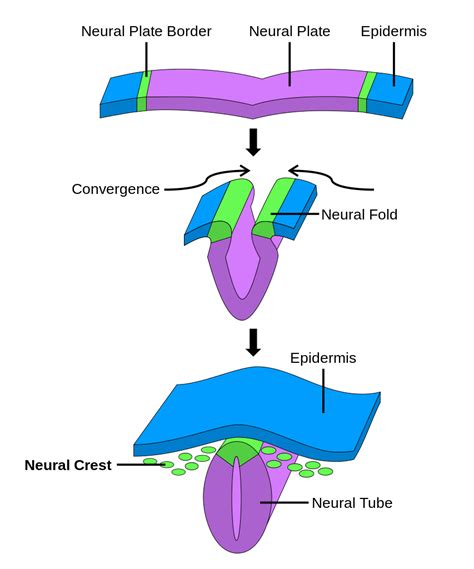 Bio Geo Nerd: Brain Development