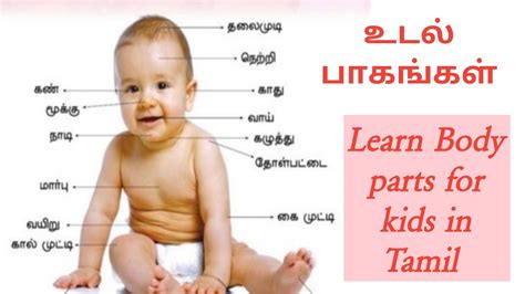 Body Parts Name In Tamil - 7esl Organs Inglese Esl Utilita Vocabulary ...