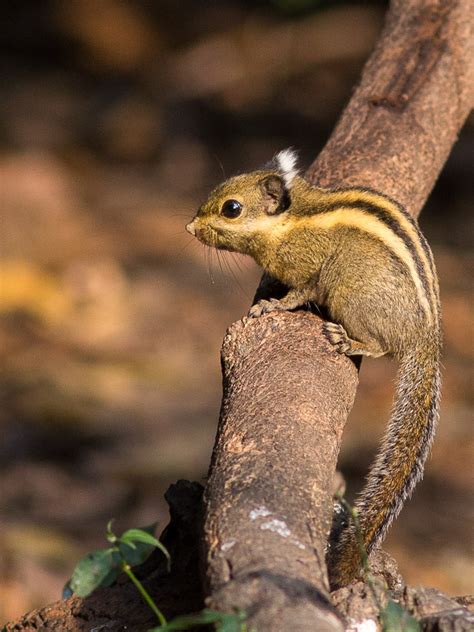 Himalayan Striped Squirrel (Tamiops mcclellandii)