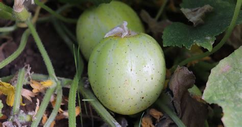 Lemon Cucumber Growing & Care Guide - The Garden Magazine