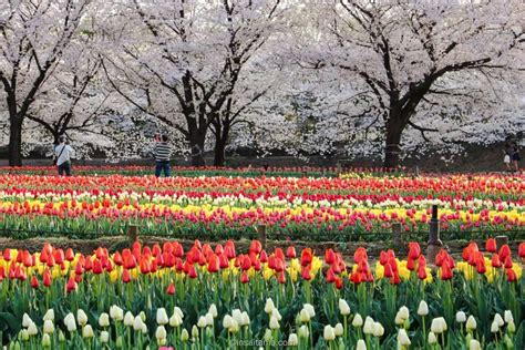 Saitama Cherry Blossoms 2024: most famous spots ⋆ In Saitama