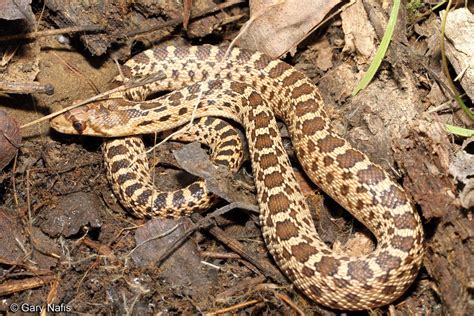 Pacific Gopher Snake (Nightlife of the East Bay Area) · iNaturalist