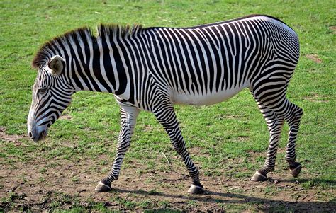 Grevy's zebra | Information about this big zebra here