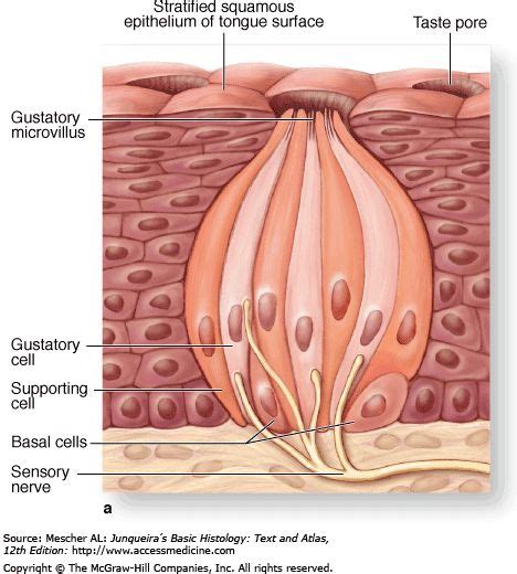 65 Gustatory system (Taste) ideas | anatomy and physiology, physiology ...