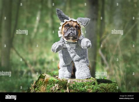 Funny French Bulldog dog dressed up as Big Bad Wolf from fairytale 'Little Red Riding Hood' with ...